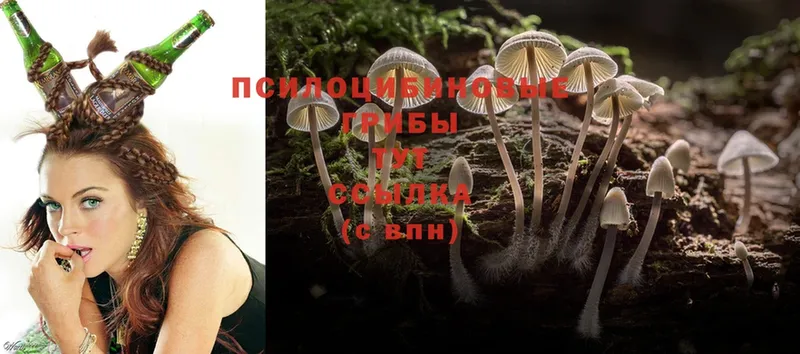 купить наркотики сайты  Павлово  Галлюциногенные грибы Psilocybine cubensis 